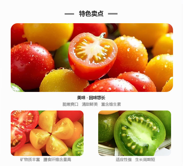 多彩小番茄_03.jpg